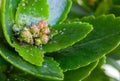 Different pests on the buds of a succulent plant Royalty Free Stock Photo