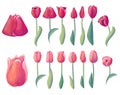 Different pink and red tulips on white background. Fresh flowers for spring. Illustration can be used for wedding and romantic Royalty Free Stock Photo