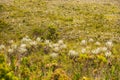 Different plant species on a grassy mountain at daytime