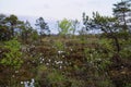 Wetland vegetation with flowering Cotton-grass of Black Moor in Rhoen, Germany