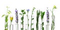 Different plants in test tubes on white