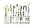 Different plants in test tubes on white