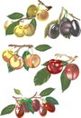 Different plums collection on white