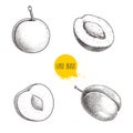 Different plums sketch set. Hand drawn illustration of ripe juicy plums and mirabelle plums. Whole and half with bones. Organic fr