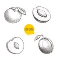 Different plums sketch set. Hand drawn illustration of ripe juicy plums and mirabelle plums. Whole and half with bones. Organic fr Royalty Free Stock Photo