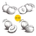 Different plums sketch set. Hand drawn illustration of ripe juicy plums and mirabelle plums. Whole and half fruit groups. Organic Royalty Free Stock Photo