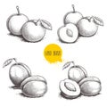 Different plums sketch set. Hand drawn illustration of ripe juicy plums and mirabelle plums. Whole and half fruit groups. Organic