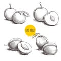 Different plums sketch set. Hand drawn illustration of ripe juicy plums and mirabelle plums. Whole and half fruit groups. Organic Royalty Free Stock Photo