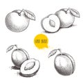 Different plums sketch set. Hand drawn illustration of ripe juicy plums and mirabelle plums. Whole and half with bones, single and Royalty Free Stock Photo