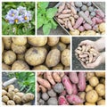 Different potato varieties Royalty Free Stock Photo