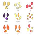 Different potato varieties set. Royalty Free Stock Photo