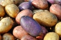 Different potatoes after the harvesting