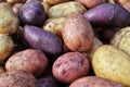Different potatoes after the harvesting
