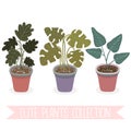 Different potted plants collection. Hand drawn home plants illustrations. Vector set of house indoor plants Royalty Free Stock Photo