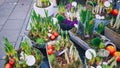 Different potted plants, seedlings, sprouts, flowers selling on the street in springtime, Essen, Germany. Gardening