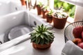 Different potted plants on window sill in kitchen Royalty Free Stock Photo