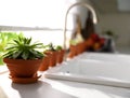 Different potted plants on window sill in kitchen Royalty Free Stock Photo