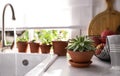 Different potted plants on window sill in kitchen Royalty Free Stock Photo