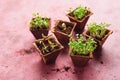 Different potted seedlings growing Royalty Free Stock Photo