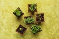 Different potted seedlings growing Royalty Free Stock Photo