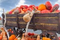 Different pumpkins, Different varieties of pumpkins, a wooden cart with pumpkins against the sky at the market fair