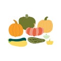 Different pumpkins, squashes illustration.