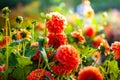 Different red dahlia flowers in the garden flowerbed Royalty Free Stock Photo