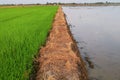 Different rice fields In the same area Royalty Free Stock Photo