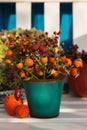 Different rose hips in a little flower pot