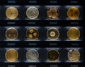 Different samples with kinds of bacterias living at common items- bus button, broom, doorknob, newspaper. Penicillium isarifforme