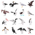 Different sea birds color flat icons set Royalty Free Stock Photo