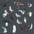Different sea birds color flat icons set Royalty Free Stock Photo