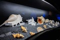 Different sea and ocean shells in oceanarium