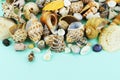 Different sea shells on a blue background Royalty Free Stock Photo