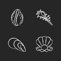 Different sea shells chalk white icons set on black background Royalty Free Stock Photo