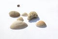 Different sea shells collection isolated on white background. side view. isolate with shadows Royalty Free Stock Photo