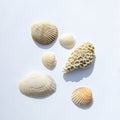 Different sea shells collection isolated on white background. Top view. isolate with shadows Royalty Free Stock Photo