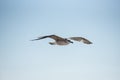 Different seagulls flying over the port sky Royalty Free Stock Photo