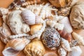 Different seashells and pearls. Heap of mixed sea shells and beads top view Royalty Free Stock Photo