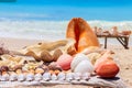 Different seashells for sale on stall on Nungwi beach, Zanzibar, Tanzania