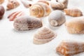 Different seashells on sand. Sea summer vacation background Royalty Free Stock Photo