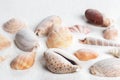 Different seashells on sand. Sea summer vacation background Royalty Free Stock Photo