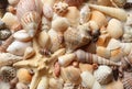 Different seashells and starfish as background