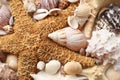 Different seashells and starfish as background