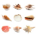 Different seashells on white background