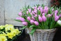 Different set of multicolored flowers on the street for background Royalty Free Stock Photo