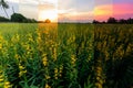 Different shade color of sunhemp field Royalty Free Stock Photo