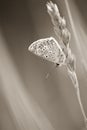 common azure butterfly insect in summer close-up in a meadow in black and white on a grass