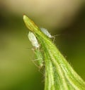 Macro of green aphids on a rose bud Royalty Free Stock Photo