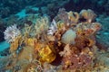 Different shapes and colors of corals, sponges, lilies. Underwater photography